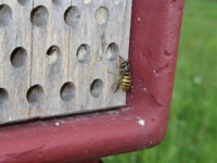 Wespe am Insektenhotel 29.04.2003  Eine Wespe holt sich am Insektenhotel Holz für ihren eigenen Stock.