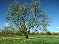 Baum Nr.1 - Image095